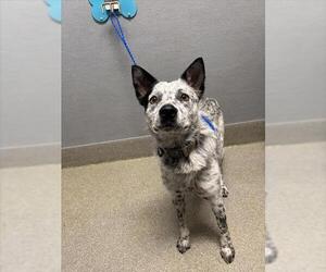 Mutt Dogs for adoption in Las Vegas, NV, USA