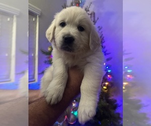 English Cream Golden Retriever Puppy for Sale in EL CAJON, California USA