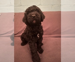 Poodle (Standard) Puppy for sale in SOUTH BEND, IN, USA
