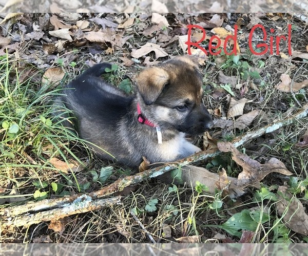 Medium Photo #31 German Shepherd Dog Puppy For Sale in ZEPHYRHILLS, FL, USA