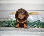 Small #1 Dachshund