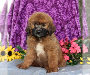 Saint Berdoodle Puppy for sale in KIRKWOOD, PA, USA