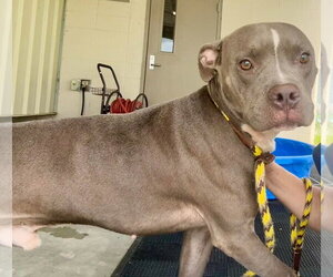 Mutt Dogs for adoption in Abbeville, LA, USA