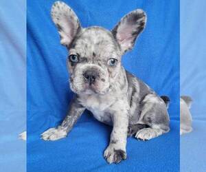 French Bulldog Puppy for sale in PINCKNEY, MI, USA
