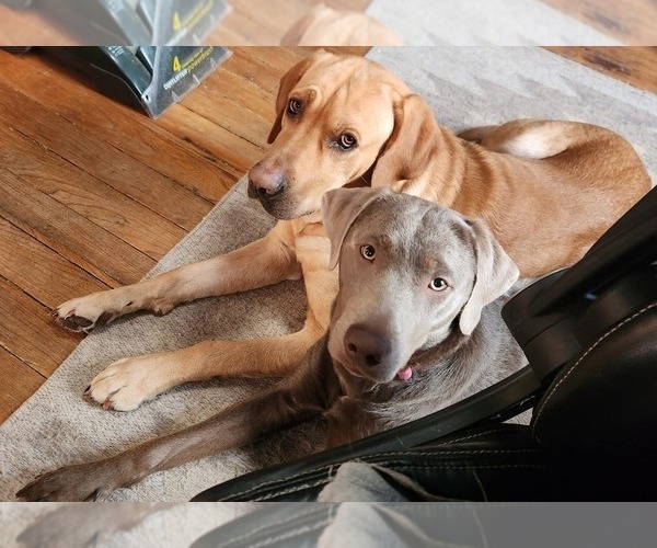 Medium Photo #1 Labrador Retriever Puppy For Sale in SAINT JOHNS, MI, USA