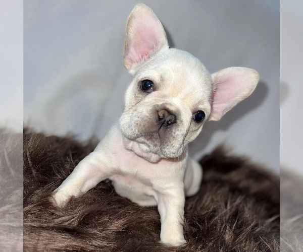 Medium Photo #2 French Bulldog Puppy For Sale in PISCATAWAY, NJ, USA