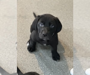 Labrador Retriever Puppy for sale in WILMINGTON, IL, USA