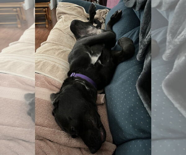 Medium Photo #7 Labrador Retriever-Unknown Mix Puppy For Sale in Mundelein, IL, USA