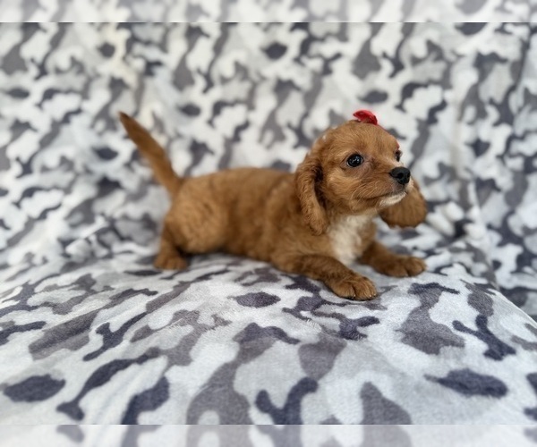 Medium Photo #4 Cavapoo (Miniature) Puppy For Sale in LAKELAND, FL, USA