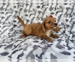 Small #3 Cavapoo (Miniature)