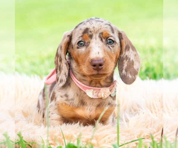 Medium Photo #3 Dachshund Puppy For Sale in WARSAW, IN, USA