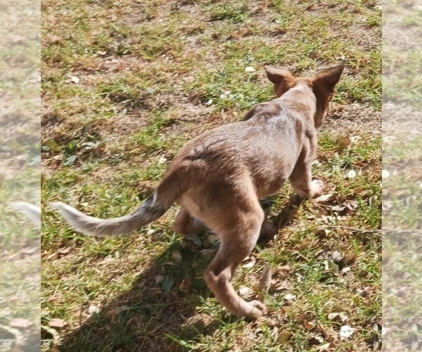 Medium Photo #17 Australian Cattle Dog Puppy For Sale in SYLMAR, CA, USA