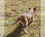 Small #16 Australian Cattle Dog