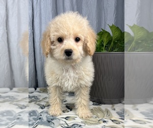 Cavapoo Puppy for sale in GREENWOOD, IN, USA