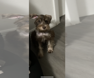 Schnauzer (Miniature) Puppy for sale in MIAMI GARDENS, FL, USA
