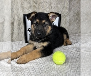 German Shepherd Dog Puppy for sale in INDIANAPOLIS, IN, USA