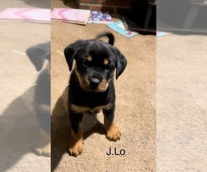 Rottweiler Puppy for sale in HOPEWELL, VA, USA