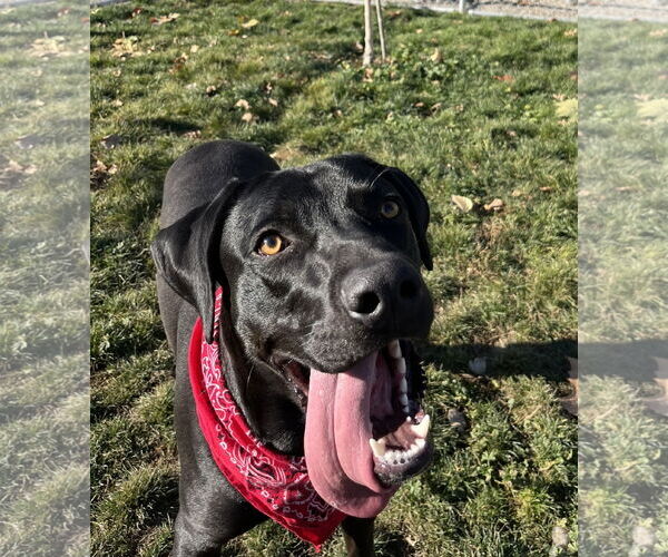 Medium Photo #2 Mutt Puppy For Sale in Emmett, ID, USA