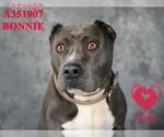 Small American Pit Bull Terrier