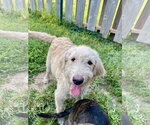 Small #2 Labrador Retriever Mix