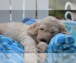 Small Photo #10 Poodle (Standard) Puppy For Sale in MALABAR, FL, USA