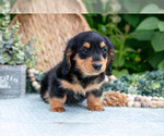Small Photo #11 Dachshund Puppy For Sale in ELIZABETHTOWN, PA, USA