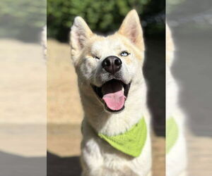 Siberian Husky Dogs for adoption in Matawan, NJ, USA