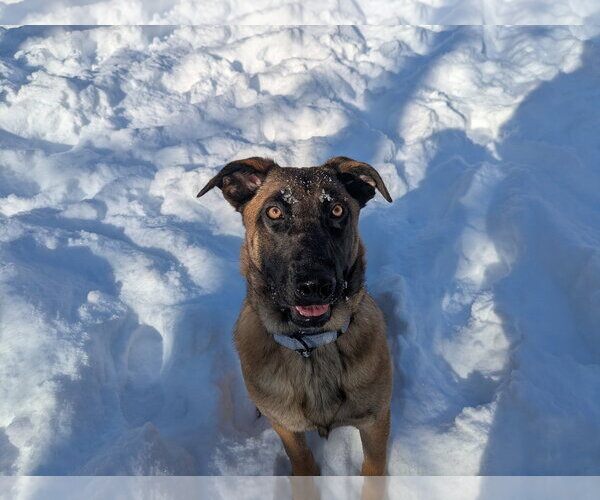 Medium Photo #15 German Shepherd Dog-Unknown Mix Puppy For Sale in Sebec, ME, USA