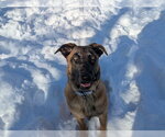 Small #14 German Shepherd Dog Mix