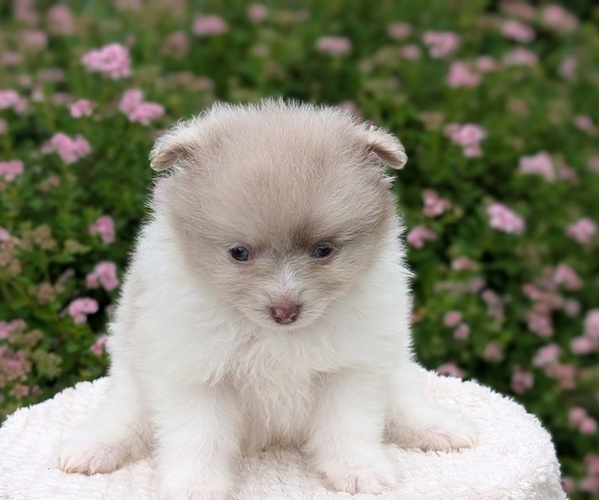 Medium Photo #35 Pomeranian Puppy For Sale in GOSHEN, IN, USA