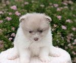 Small Photo #35 Pomeranian Puppy For Sale in GOSHEN, IN, USA