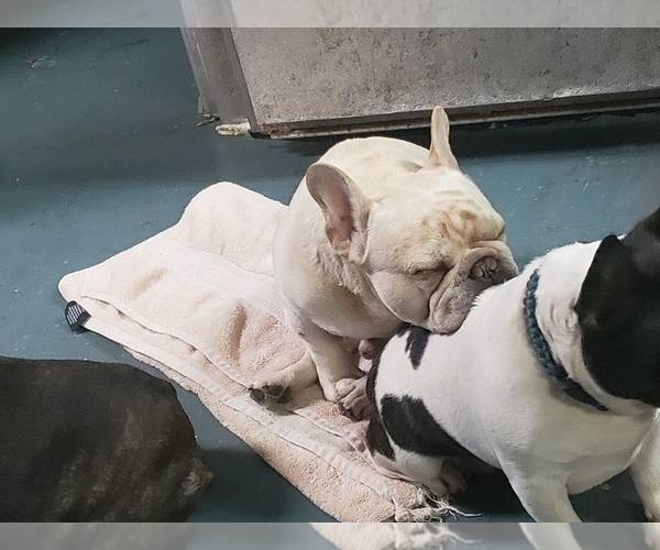 Medium Photo #1 French Bulldog Puppy For Sale in AMHERST, NH, USA