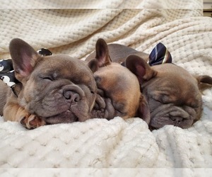 French Bulldog Puppy for sale in NAPLES, FL, USA