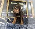 Small Photo #1 Bloodhound Puppy For Sale in BROOKFIELD, MO, USA