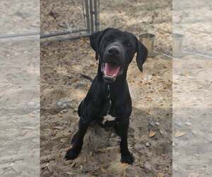 Mutt Dogs for adoption in Lakeland, FL, USA