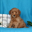 Small #1 Goldendoodle-Poodle (Miniature) Mix