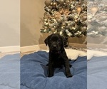 Puppy Purple female Labrador Retriever