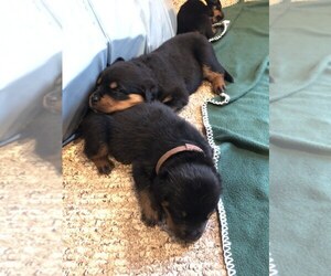 Rottweiler Puppy for sale in MONROE TOWNSHIP, NJ, USA