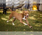 Small #2 Mutt