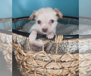 Chihuahua Puppy for sale in CHARLOTTE, NC, USA
