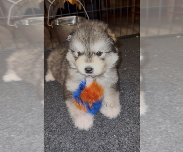 Medium Photo #2 Alaskan Malamute Puppy For Sale in ORINDA, CA, USA