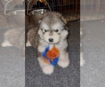Small #1 Alaskan Malamute