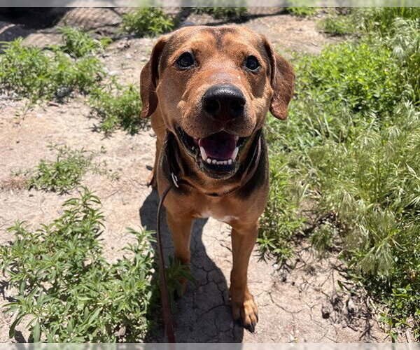 Medium Photo #1 Mutt Puppy For Sale in Denver, CO, USA
