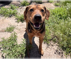 Mutt Dogs for adoption in Denver, CO, USA