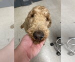 Small #2 Goldendoodle