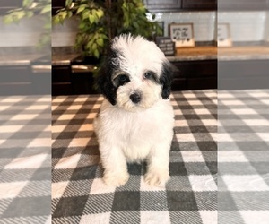 YorkiePoo Puppy for sale in GREENWOOD, IN, USA