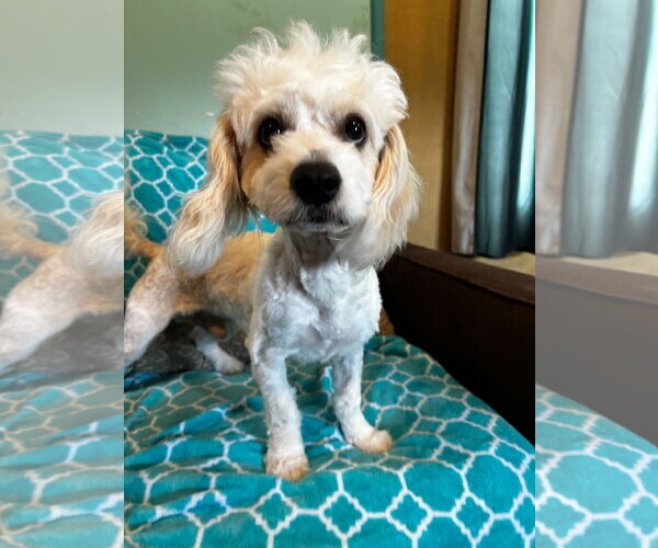 Medium Photo #1 Shih-Poo Puppy For Sale in Pacolet, SC, USA