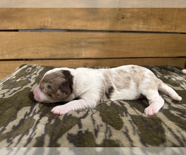 Medium Photo #7 Bernedoodle Puppy For Sale in TROY, NC, USA