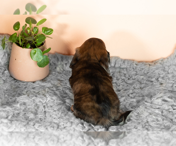 Medium Photo #5 Dachshund Puppy For Sale in WAKARUSA, IN, USA