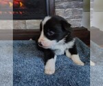 Puppy Dallas Border Collie
